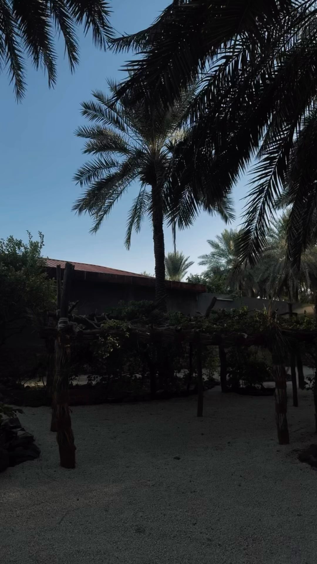 نخيل وممرات مزرعة سعف في عنيزة